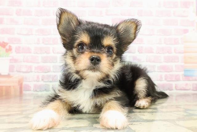 埼玉県のヨーチー/チワキー/チワヨーキー(ヨークシャーテリア×チワワ) (Coo&RIKUアニマルケアセンター大宮/2025年9月15日生まれ/女の子/ブラックタン)の子犬の2枚目の画像