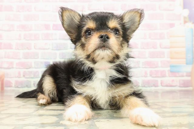 埼玉県のヨーチー/チワキー/チワヨーキー(ヨークシャーテリア×チワワ) (Coo&RIKUアニマルケアセンター大宮/2025年9月15日生まれ/女の子/ブラックタン)の子犬の3枚目の画像