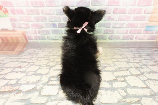 埼玉県のヨーチー/チワキー/チワヨーキー(ヨークシャーテリア×チワワ) (Coo&RIKUアニマルケアセンター大宮/2025年9月15日生まれ/女の子/ブラックタン)の子犬の4枚目の画像