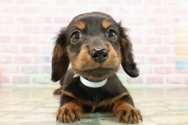 東京都のミニチュアダックスフンド(ロング) (Coo&RIKU練馬店/2025年9月12日生まれ/男の子/ブラックタン)の子犬の1枚目の画像