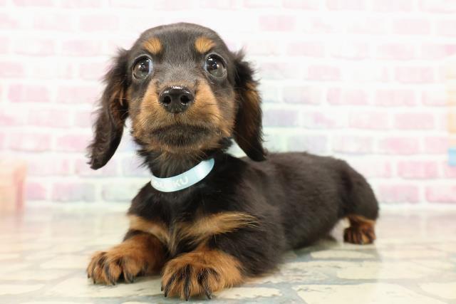 東京都のミニチュアダックスフンド(ロング) (Coo&RIKU練馬店/2025年9月12日生まれ/男の子/ブラックタン)の子犬の2枚目の画像