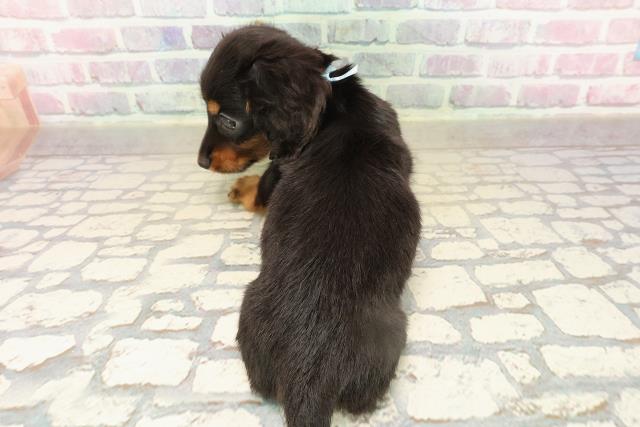 東京都のミニチュアダックスフンド(ロング) (Coo&RIKU練馬店/2025年9月12日生まれ/男の子/ブラックタン)の子犬の4枚目の画像