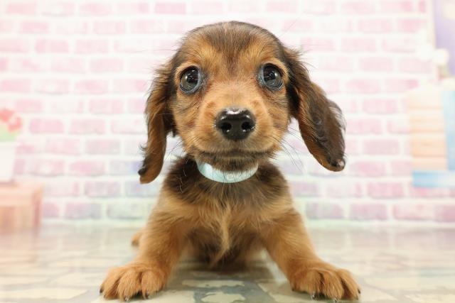 神奈川県のミニチュアダックスフンド(ロング) (Coo&RIKU藤沢店/2025年9月12日生まれ/男の子/シェーデットレッド)の子犬