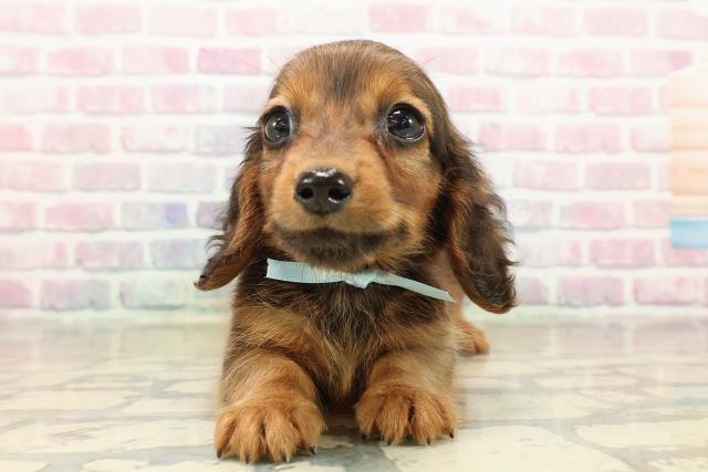 東京都のミニチュアダックスフンド(ロング) (Coo&RIKU板橋店/2025年9月12日生まれ/男の子/シェーデットレッド)の子犬の1枚目の画像