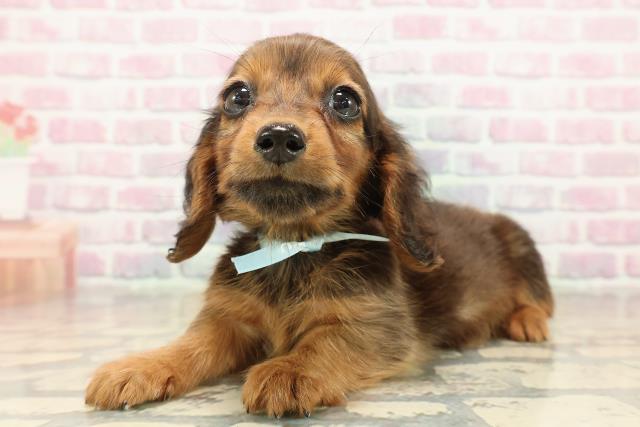 東京都のミニチュアダックスフンド(ロング) (Coo&RIKU板橋店/2025年9月12日生まれ/男の子/シェーデットレッド)の子犬の2枚目の画像