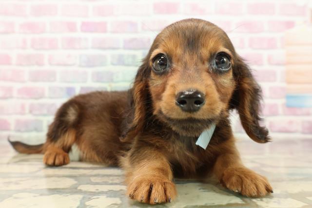 東京都のミニチュアダックスフンド(ロング) (Coo&RIKU板橋店/2025年9月12日生まれ/男の子/シェーデットレッド)の子犬の3枚目の画像