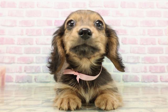 神奈川県のミニチュアダックスフンド(ロング) (Coo&RIKU横須賀店/2025年9月12日生まれ/女の子/シェーデットレッド)の子犬