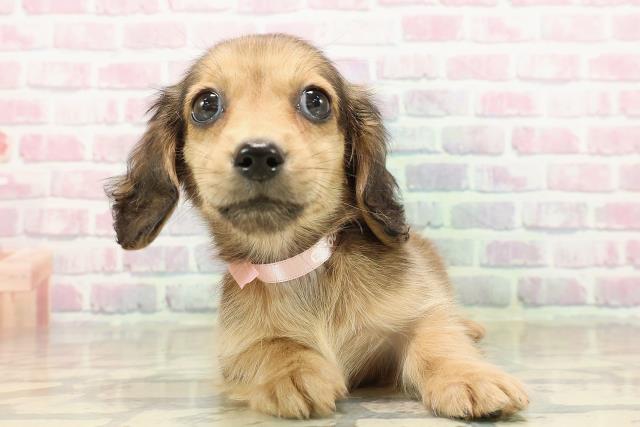 千葉県のミニチュアダックスフンド(ロング) (Coo&RIKU南柏店/2025年9月12日生まれ/女の子/シェーデットイエロー)の子犬の1枚目の画像