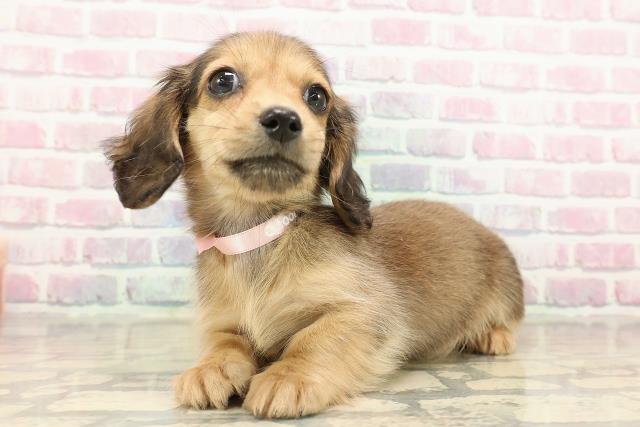 千葉県のミニチュアダックスフンド(ロング) (Coo&RIKU南柏店/2025年9月12日生まれ/女の子/シェーデットイエロー)の子犬の2枚目の画像