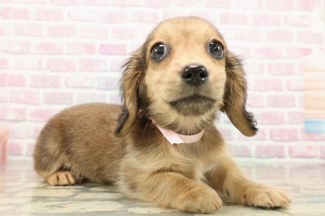 千葉県のミニチュアダックスフンド(ロング) (Coo&RIKU南柏店/2025年9月12日生まれ/女の子/シェーデットイエロー)の子犬の3枚目の画像