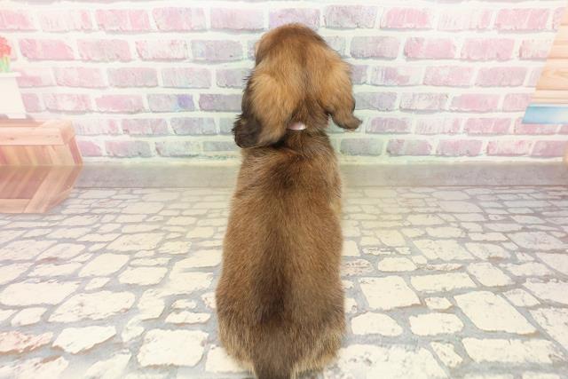 千葉県のミニチュアダックスフンド(ロング) (Coo&RIKU南柏店/2025年9月12日生まれ/女の子/シェーデットイエロー)の子犬の4枚目の画像