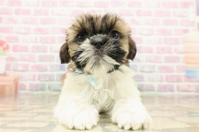 千葉県のシーズー (Coo&RIKUフレスポ稲毛店/2025年9月13日生まれ/男の子/ゴールドホワイト)の子犬