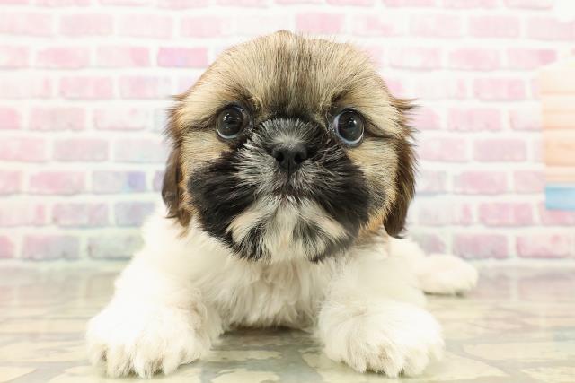 千葉県のシーズー (Coo&RIKU南柏店/2025年9月13日生まれ/女の子/ゴールドホワイト)の子犬の1枚目の画像