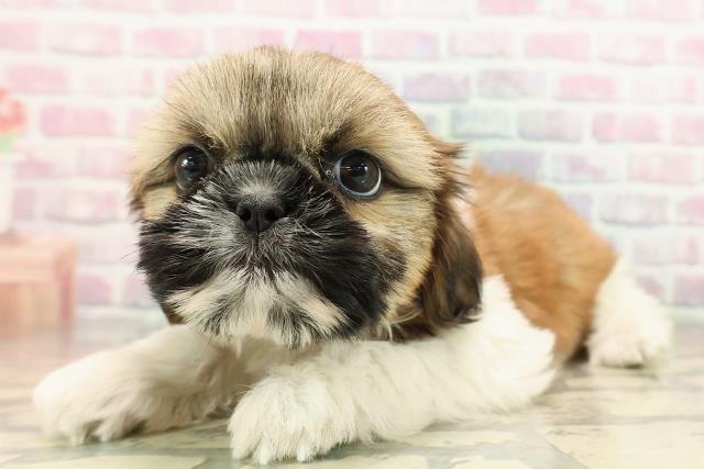 千葉県のシーズー (Coo&RIKU南柏店/2025年9月13日生まれ/女の子/ゴールドホワイト)の子犬の2枚目の画像