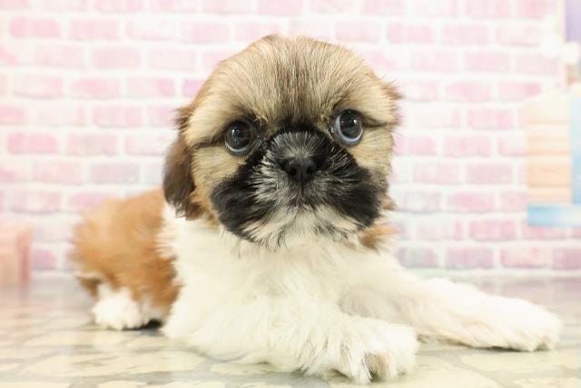 千葉県のシーズー (Coo&RIKU南柏店/2025年9月13日生まれ/女の子/ゴールドホワイト)の子犬の3枚目の画像