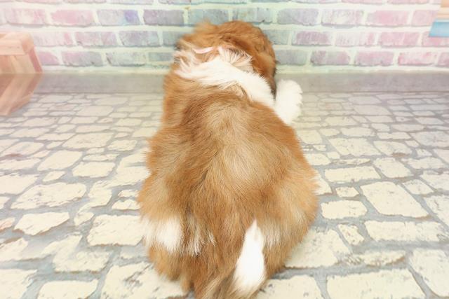 千葉県のシーズー (Coo&RIKU南柏店/2025年9月13日生まれ/女の子/ゴールドホワイト)の子犬の4枚目の画像