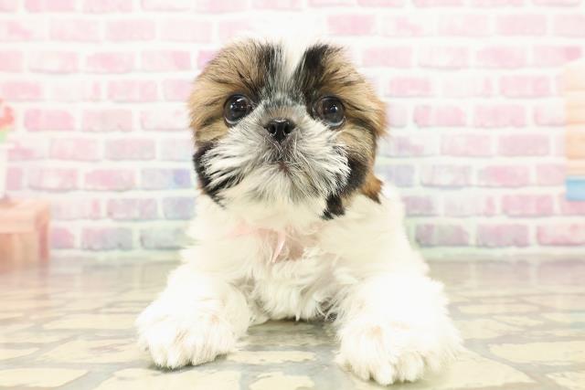 茨城県のシーズー (Coo&RIKUMEGAドン・キホーテ勝田店/2025年9月13日生まれ/女の子/ゴールドホワイト)の子犬の1枚目の画像