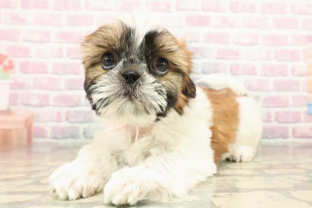 茨城県のシーズー (Coo&RIKUMEGAドン・キホーテ勝田店/2025年9月13日生まれ/女の子/ゴールドホワイト)の子犬の2枚目の画像