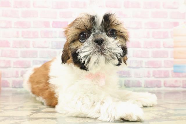 茨城県のシーズー (Coo&RIKUMEGAドン・キホーテ勝田店/2025年9月13日生まれ/女の子/ゴールドホワイト)の子犬の3枚目の画像