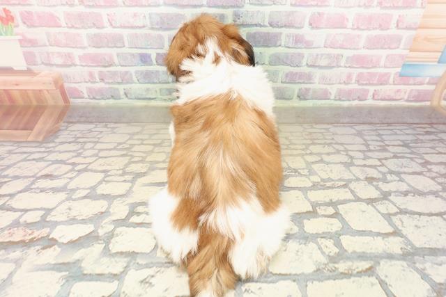 茨城県のシーズー (Coo&RIKUMEGAドン・キホーテ勝田店/2025年9月13日生まれ/女の子/ゴールドホワイト)の子犬の4枚目の画像