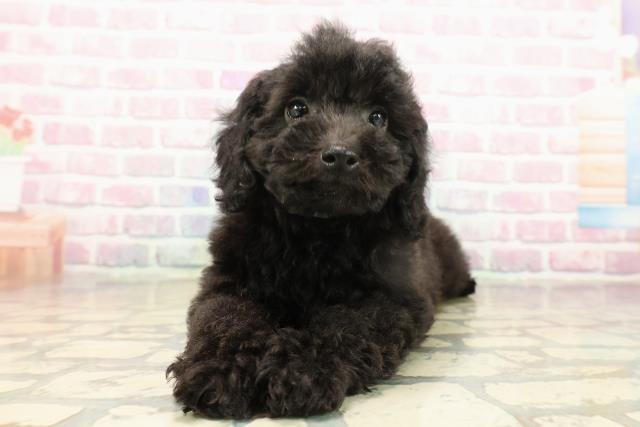 群馬県のトイプードル(トイ) (Coo&RIKUDCM館林店/2025年9月15日生まれ/男の子/ブラック)の子犬の1枚目の画像