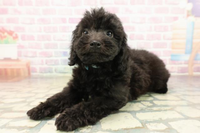 群馬県のトイプードル(トイ) (Coo&RIKUDCM館林店/2025年9月15日生まれ/男の子/ブラック)の子犬の2枚目の画像