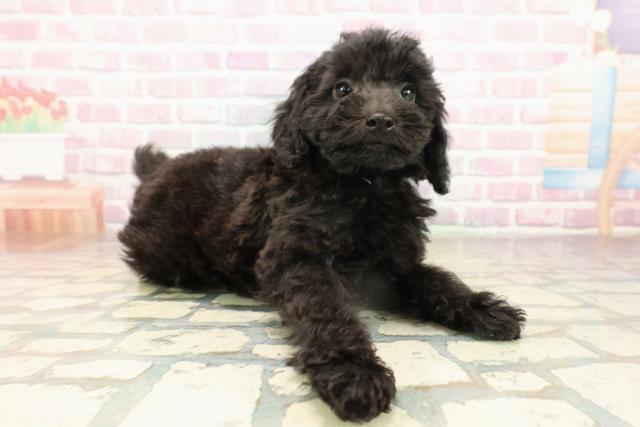 群馬県のトイプードル(トイ) (Coo&RIKUDCM館林店/2025年9月15日生まれ/男の子/ブラック)の子犬の3枚目の画像