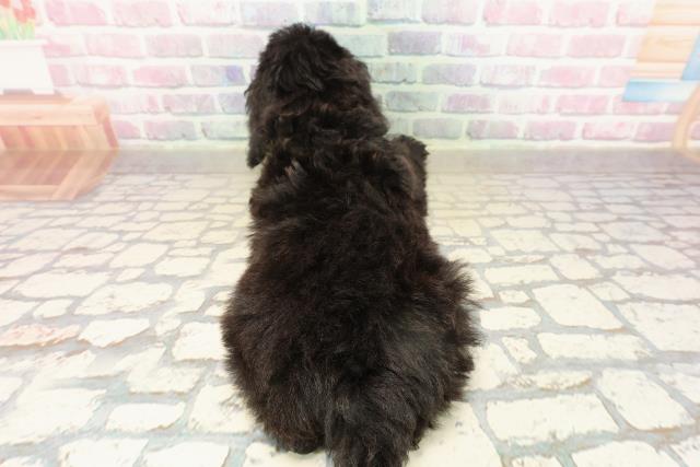 群馬県のトイプードル(トイ) (Coo&RIKUDCM館林店/2025年9月15日生まれ/男の子/ブラック)の子犬の4枚目の画像