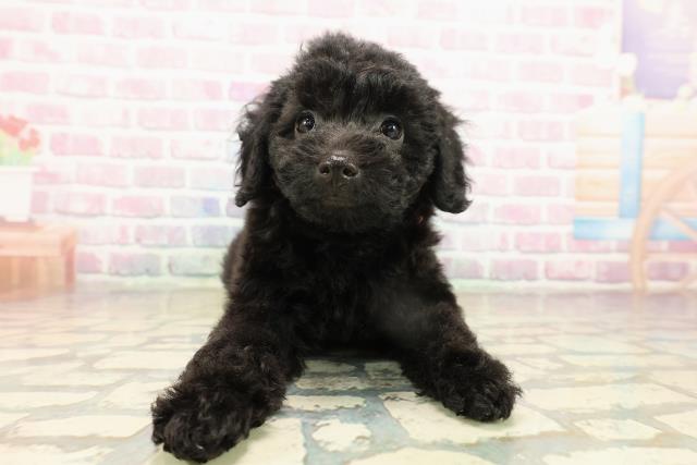 茨城県のトイプードル(トイ) (Coo&RIKU石岡店/2025年9月15日生まれ/女の子/ブラック)の子犬の1枚目の画像