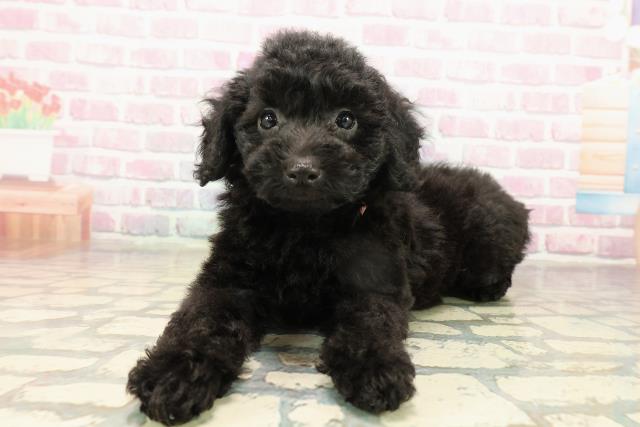 茨城県のトイプードル(トイ) (Coo&RIKU石岡店/2025年9月15日生まれ/女の子/ブラック)の子犬の2枚目の画像