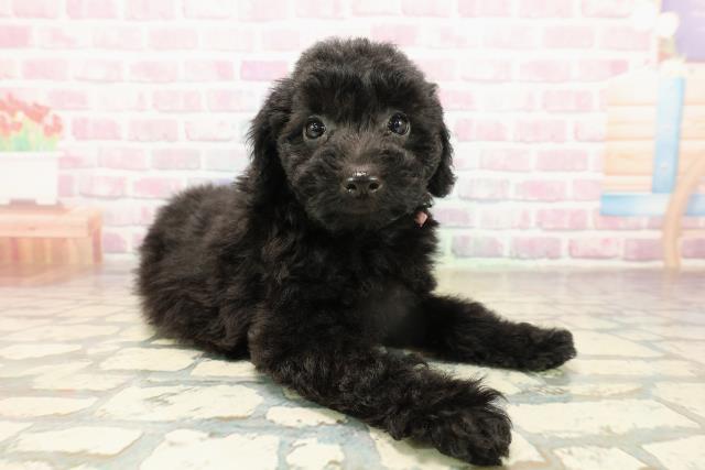 茨城県のトイプードル(トイ) (Coo&RIKU石岡店/2025年9月15日生まれ/女の子/ブラック)の子犬の3枚目の画像