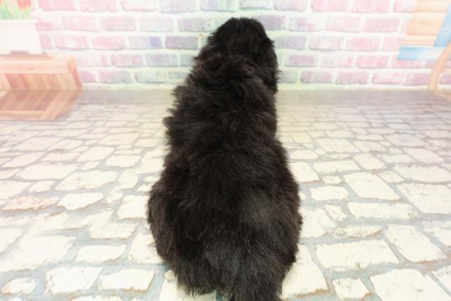 茨城県のトイプードル(トイ) (Coo&RIKU石岡店/2025年9月15日生まれ/女の子/ブラック)の子犬の4枚目の画像