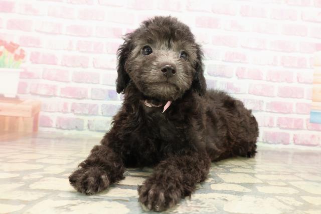 茨城県のトイプードル(トイ) (Coo&RIKU筑西店/2025年9月15日生まれ/女の子/シルバー)の子犬の2枚目の画像