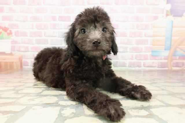 茨城県のトイプードル(トイ) (Coo&RIKU筑西店/2025年9月15日生まれ/女の子/シルバー)の子犬の3枚目の画像