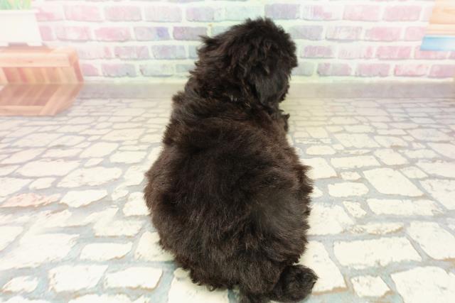 茨城県のトイプードル(トイ) (Coo&RIKU筑西店/2025年9月15日生まれ/女の子/シルバー)の子犬の4枚目の画像