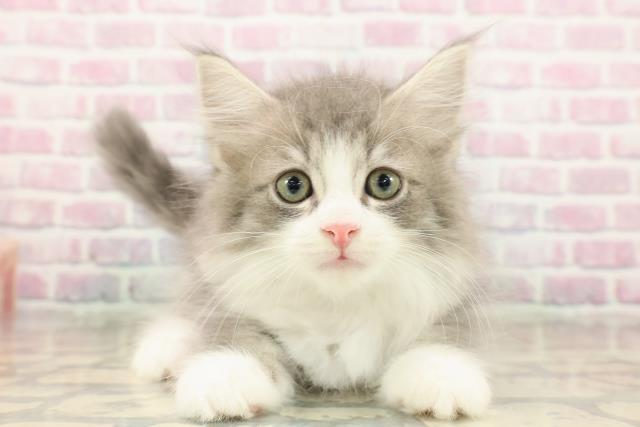 神奈川県のサイベリアン (Coo&RIKUパウ川崎店/2025年9月16日生まれ/男の子/ブルータビーホワイト)の子猫