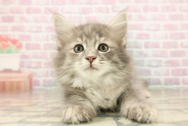 埼玉県のサイベリアン (Coo&RIKU草加バイパス店/2025年9月16日生まれ/女の子/ブルーパッチドタビー)の子猫