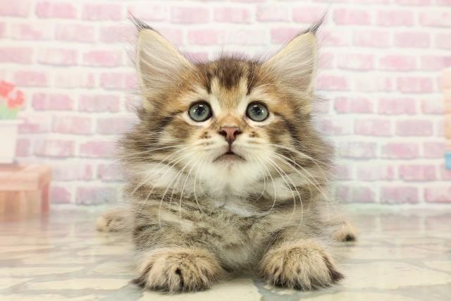 東京都のサイベリアン (Coo&RIKU東久留米店/2025年9月16日生まれ/男の子/ブラウンタビー)の子猫