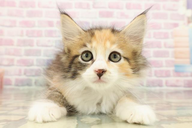 埼玉県のサイベリアン (Coo&RIKUアニマルケアセンター大宮/2025年9月16日生まれ/女の子/ブラウンパッチドタビーホワイト)の子猫