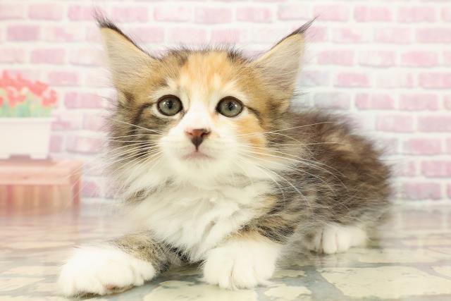 埼玉県のサイベリアン (Coo&RIKUアニマルケアセンター大宮/2025年9月16日生まれ/女の子/ブラウンパッチドタビーホワイト)の子猫の2枚目の画像