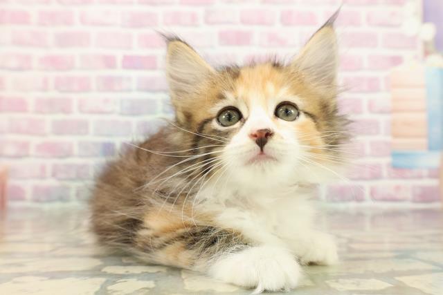 埼玉県のサイベリアン (Coo&RIKUアニマルケアセンター大宮/2025年9月16日生まれ/女の子/ブラウンパッチドタビーホワイト)の子猫の3枚目の画像