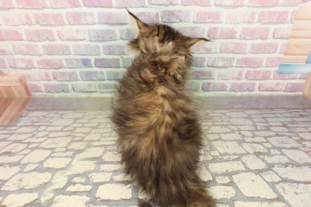 埼玉県のサイベリアン (Coo&RIKUアニマルケアセンター大宮/2025年9月16日生まれ/女の子/ブラウンパッチドタビーホワイト)の子猫の4枚目の画像