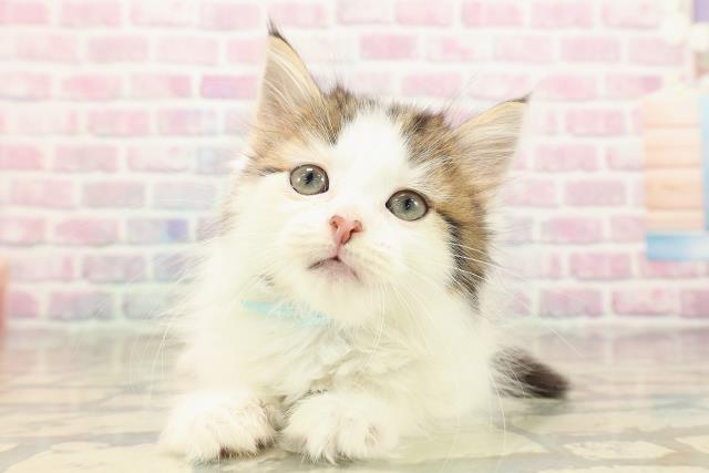 茨城県のアメリカンカール (Coo&RIKUMEGAドン・キホーテ勝田店/2025年9月6日生まれ/男の子/ブラウンタビーホワイト)の子猫の1枚目の画像