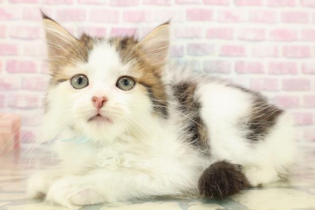 茨城県のアメリカンカール (Coo&RIKUMEGAドン・キホーテ勝田店/2025年9月6日生まれ/男の子/ブラウンタビーホワイト)の子猫の2枚目の画像