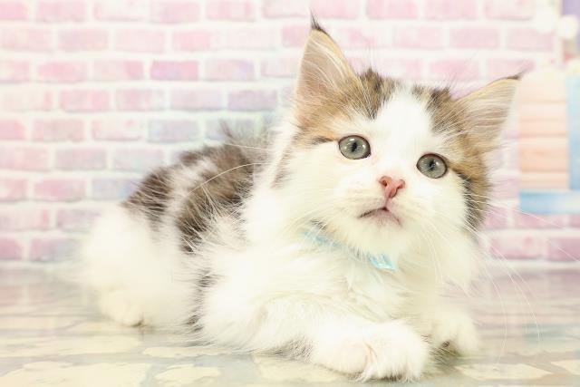 茨城県のアメリカンカール (Coo&RIKUMEGAドン・キホーテ勝田店/2025年9月6日生まれ/男の子/ブラウンタビーホワイト)の子猫の3枚目の画像