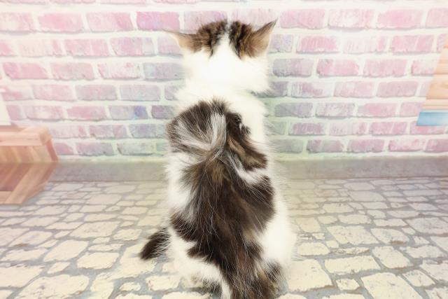 茨城県のアメリカンカール (Coo&RIKUMEGAドン・キホーテ勝田店/2025年9月6日生まれ/男の子/ブラウンタビーホワイト)の子猫の4枚目の画像