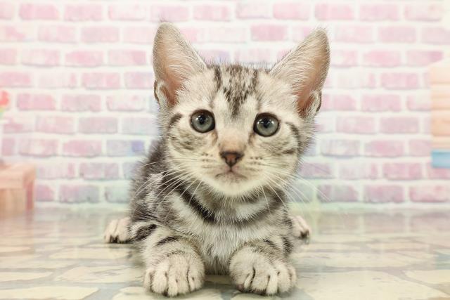 栃木県のアメリカンショートヘアー (Coo&RIKU宇都宮店/2025年9月14日生まれ/男の子/シルバータビー)の子猫の1枚目の画像