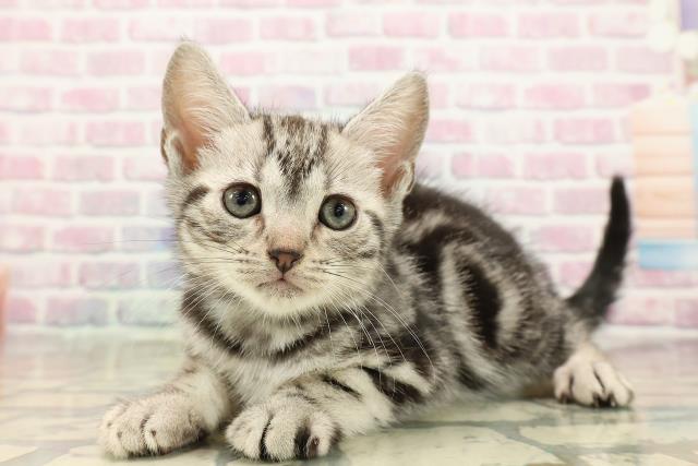 栃木県のアメリカンショートヘアー (Coo&RIKU宇都宮店/2025年9月14日生まれ/男の子/シルバータビー)の子猫の2枚目の画像