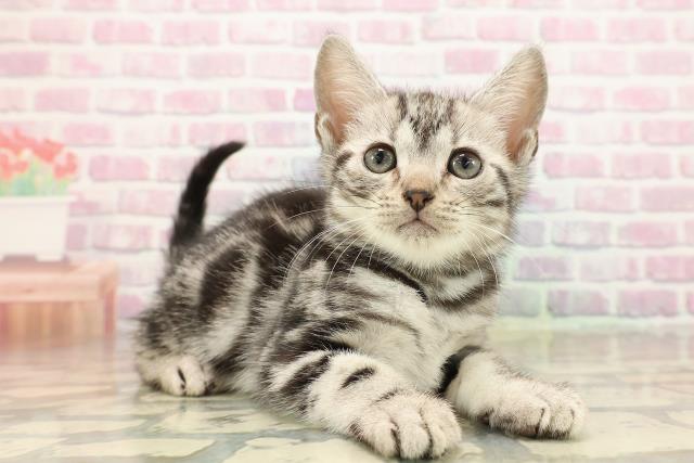 栃木県のアメリカンショートヘアー (Coo&RIKU宇都宮店/2025年9月14日生まれ/男の子/シルバータビー)の子猫の3枚目の画像