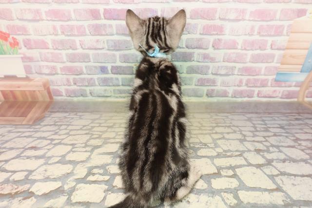 栃木県のアメリカンショートヘアー (Coo&RIKU宇都宮店/2025年9月14日生まれ/男の子/シルバータビー)の子猫の4枚目の画像